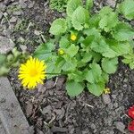 Doronicum caucasicum ശീലം