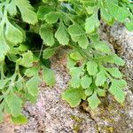 Asplenium ruta-muraria Φύλλο