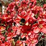 Chaenomeles japonica 花