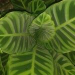 Calathea zebrinaFuelha