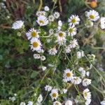 Erigeron annuus Kukka