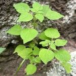 Parietaria debilis Folha
