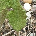 Phlomoides tuberosa Листок