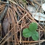 Trifolium repens Blad