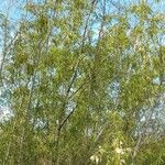Salix chilensis Elinympäristö