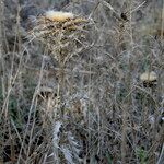 Carlina lanata Habitat