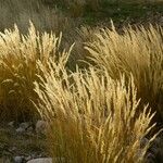 Achnatherum calamagrostis অভ্যাস