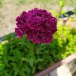 Dianthus barbatusFlower