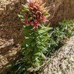 Rhodiola rhodantha পাতা