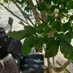 Zelkova carpinifolia Frunză