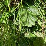 Geum montanum Leaf