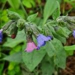 Pulmonaria australis 花