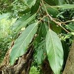 Ficus variegata ഇല