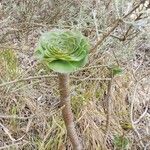 Aeonium aureum Leaf