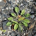 Scabiosa columbaria Blatt