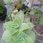 Plectranthus amboinicus Foglia