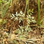 Peucedanum palustre Fulla