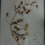 Clematis brevipes Otro