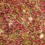 Salicornia europaea Bark