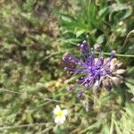 Muscari matritense Fiore