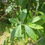 Buddleja albifloraLiść