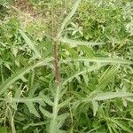 Sonchus palustris Leaf