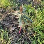 Euphorbia lathyris Leaf