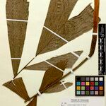 Iriartella setigera Leaf