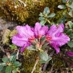 Rhododendron saluenense Floare