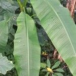 Musa spp. Leaf