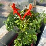Tecomaria capensis Blüte