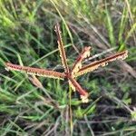 Eustachys paspaloides ফুল