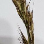 Avenula pubescens Fula
