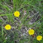 Potentilla gracilis ᱵᱟᱦᱟ