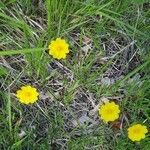 Potentilla gracilis 花