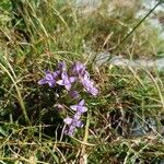 Gentianella ramosaFlor