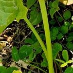 Rumex arifolius Bark