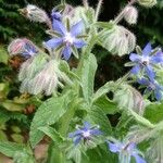 Borago officinalisFlor