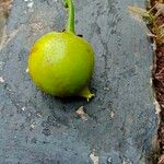 Syzygium jambos Fruct