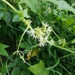 Echinocystis lobataFlower