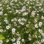 Aster incisus Blomst