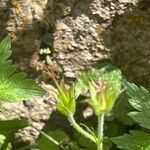 Geranium endressii Owoc