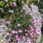 Dianthus graniticus Costuma