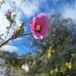 Hibiscus syriacus Květ