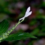 Spigelia humboldtiana Άλλα