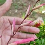 Tillandsia flexuosa Virág