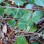 Mitchella repens Leaf