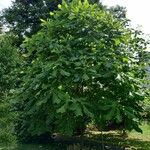 Magnolia macrophylla Habit