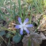 Scilla luciliaeFlower