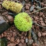 Naucleopsis capirensis Fruto